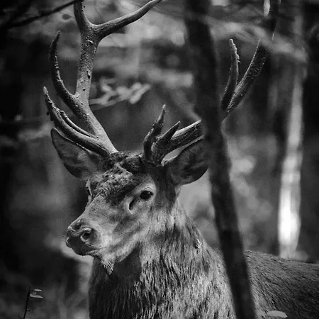 Le Soulaquet Soulages-Bonneval