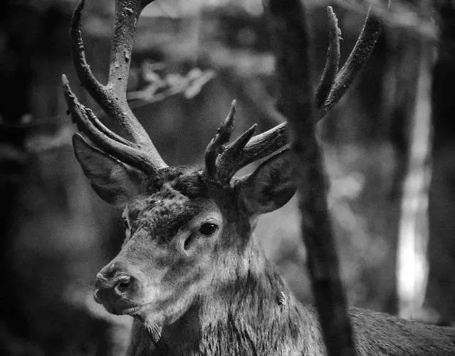 Le Soulaquet Soulages-Bonneval